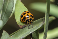 Harmonia conformis