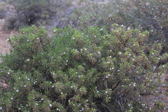 Eremophila freelingii