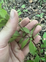 Hypericum nudiflorum