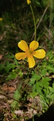 Ranunculus lappaceus
