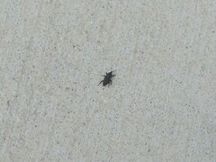 Sphenophorus parvulus