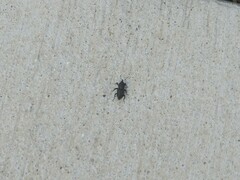 Sphenophorus parvulus