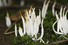 Clavaria
