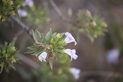 Eremophila freelingii