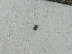 Sphenophorus parvulus