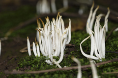 Clavaria