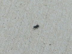 Sphenophorus parvulus