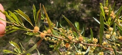 Acacia verniciflua