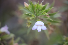 Eremophila freelingii