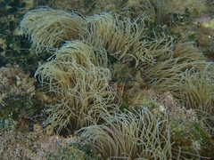 Anemonia viridis