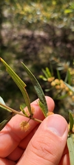 Acacia verniciflua