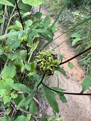 Solidago arguta