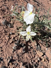 Oenothera pallida