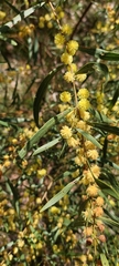 Acacia verniciflua