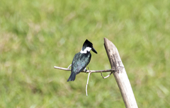 Chloroceryle amazona