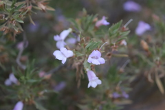 Eremophila freelingii