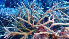 Acropora cervicornis