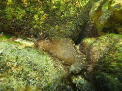 Aplysiidae