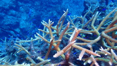 Acropora cervicornis