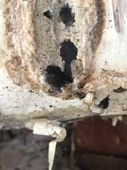 Jackrogersella multiformis