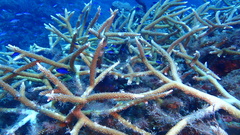 Acropora cervicornis