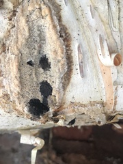 Jackrogersella multiformis