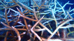 Acropora cervicornis