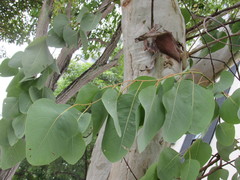 Eucalyptus alba