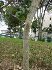 Eucalyptus alba