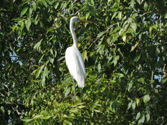 Ardea alba