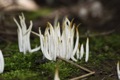 Clavaria