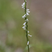 Spiranthes lacera lacera - Photo (c) Scott King, μερικά δικαιώματα διατηρούνται (CC BY-NC)