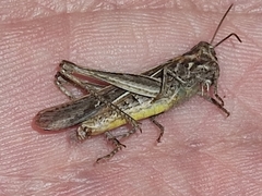 Chorthippus brunneus