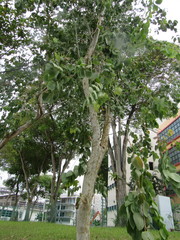 Eucalyptus alba
