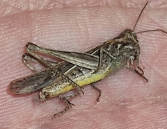 Chorthippus brunneus