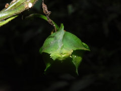 Gonolobus chloranthus