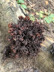 Phaeotremella