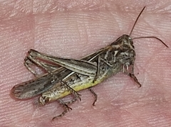 Chorthippus brunneus