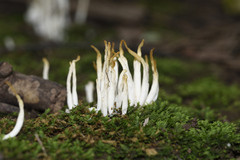Clavaria