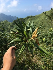 Rhododendron pseudochrysanthum