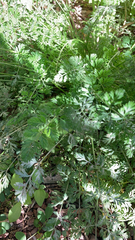 Torilis nodosa