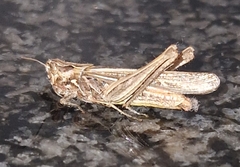 Chorthippus brunneus