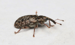 Dorytomus taeniatus