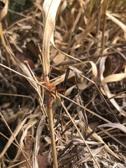 Crinocerus sanctus