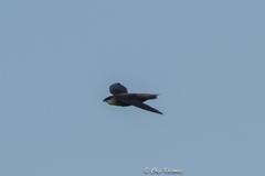 Chaetura pelagica