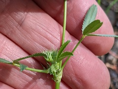 Trifolium willdenovii