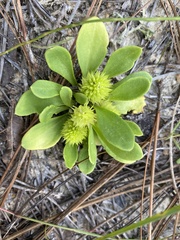 Polygala nana