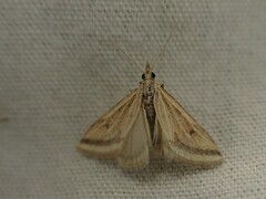 Microtheoris ophionalis