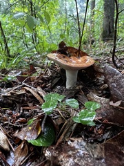 Lactarius psammicola