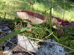 Russula queletii